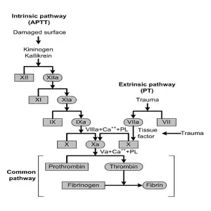 Coagulation MacFarlane Intrinsic-Extrensic model